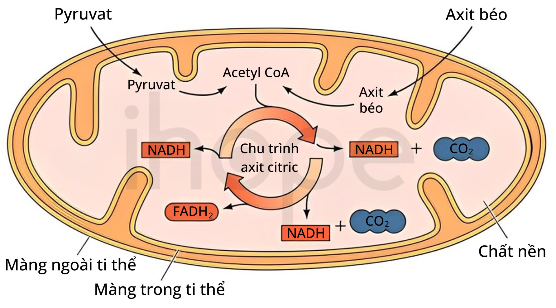 Chu Trình Krebs (1)