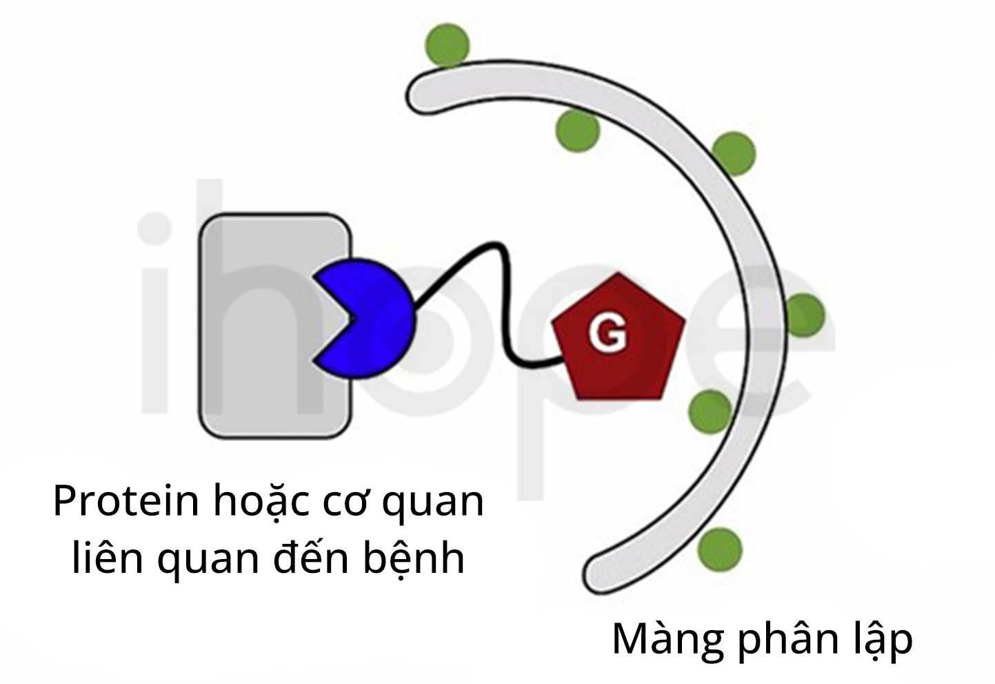 Cơ Chế Hoạt động Của Autac