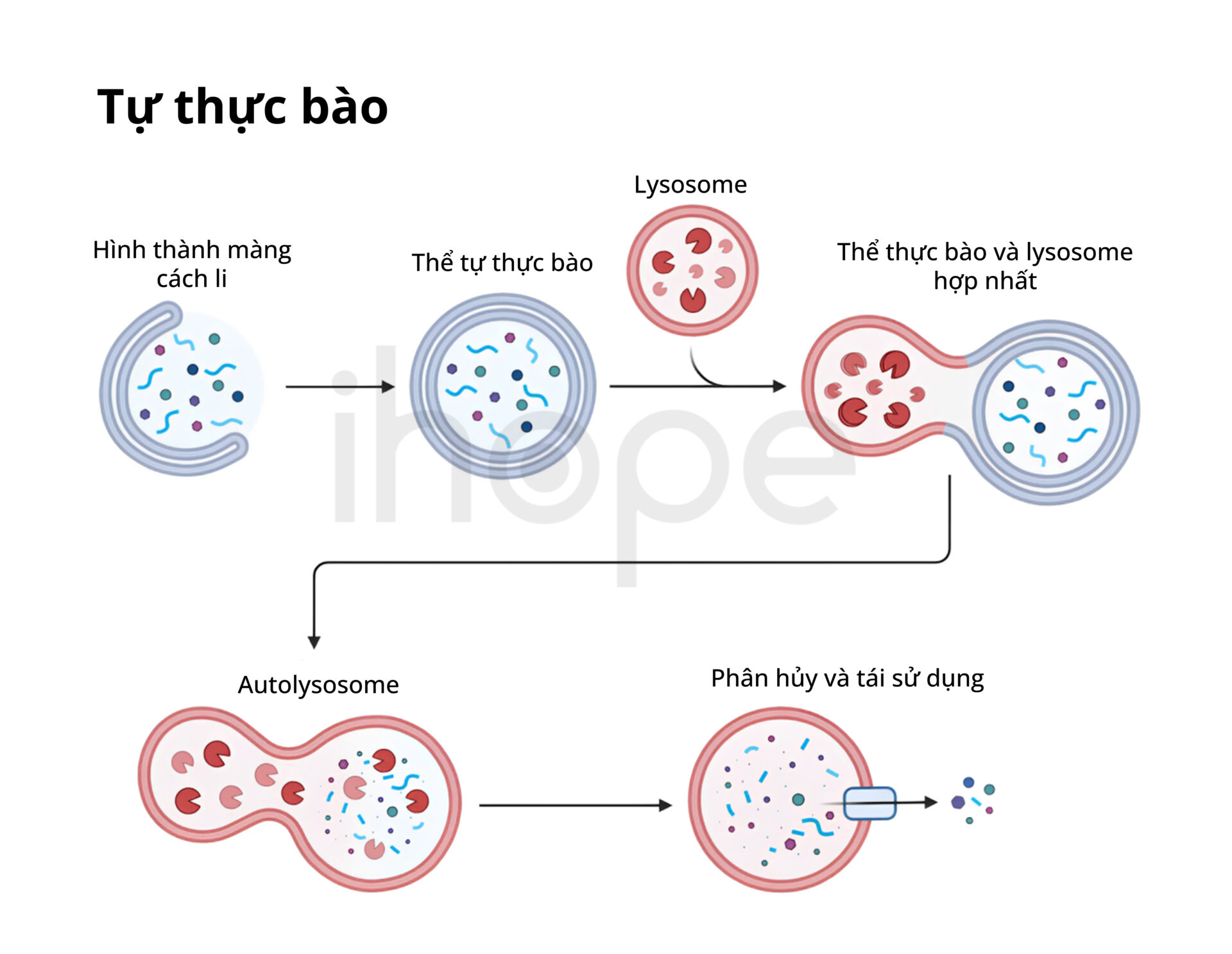 Tự Thực Bào (1)