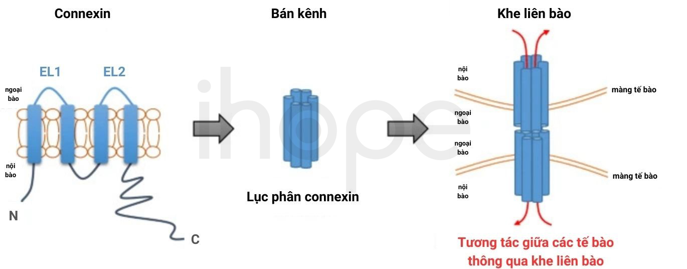 Connexin