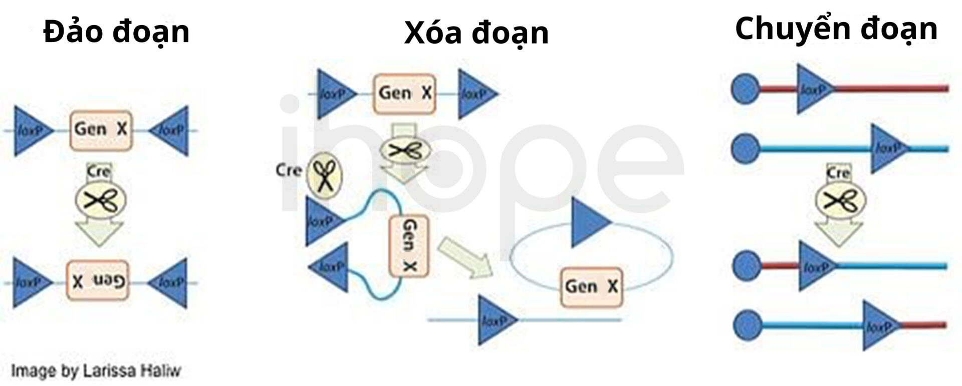 Kết Quả Của Quá Trình Cắt Nối Phụ Thuộc Vào định Hướng Và Vị Trí Của Loxp