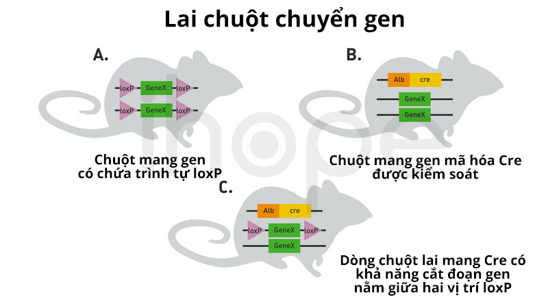 Lai Chuột Chuyển Gen