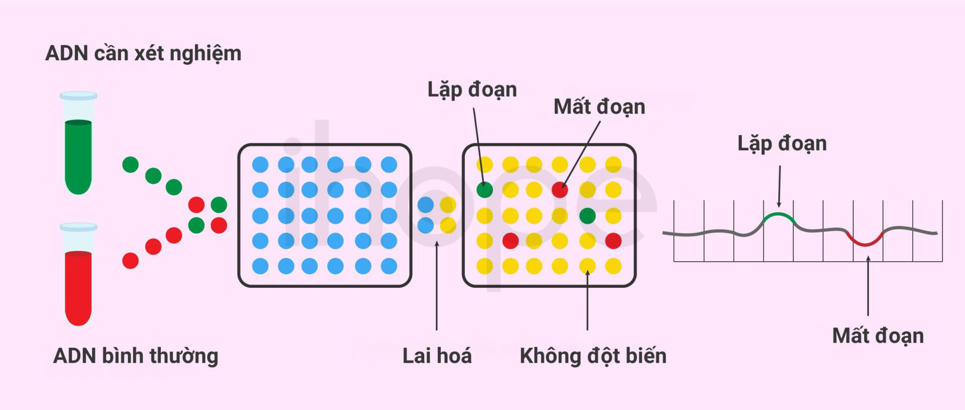 Lai So Sánh Bộ Gen