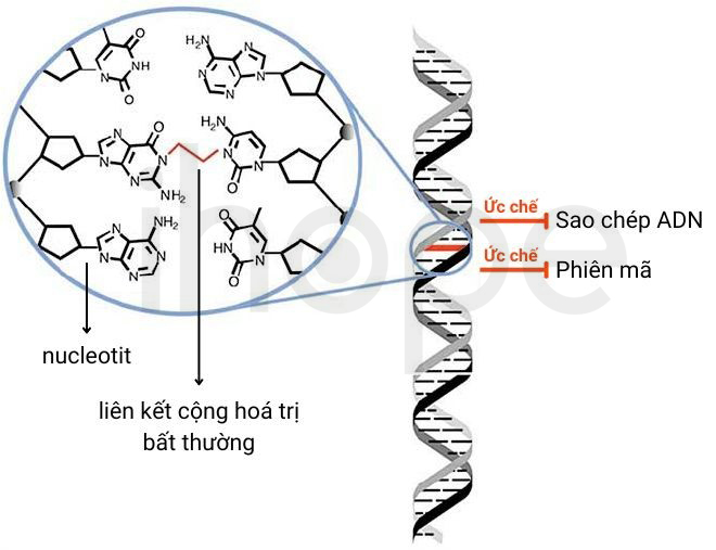 Liên Kết Bất Thường Giữa Hai Mạch Adn