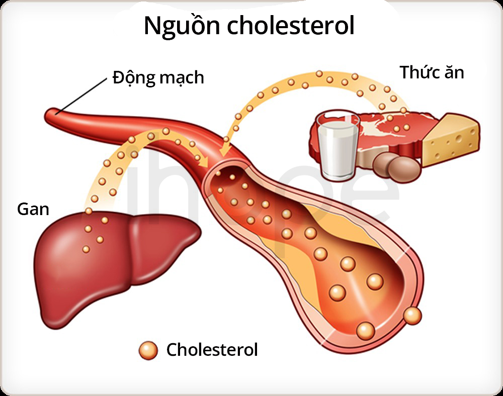 Nguồn Cholesterol