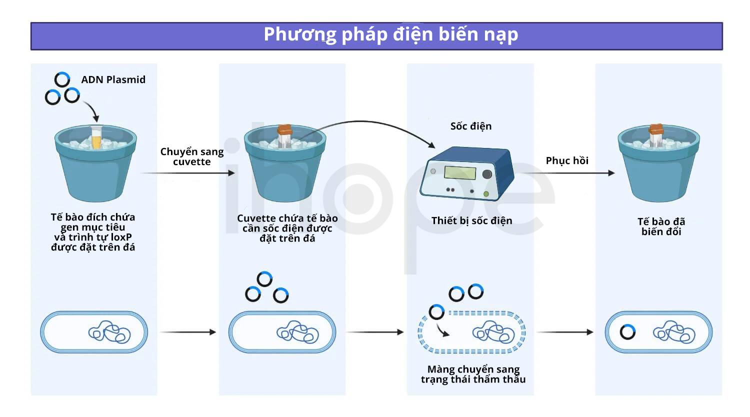 Phương Pháp điện Biến Nạp