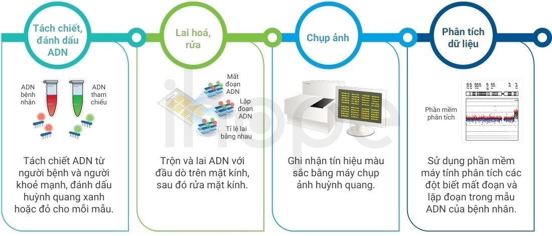 Quy Trình Lai So Sánh Bộ Gen