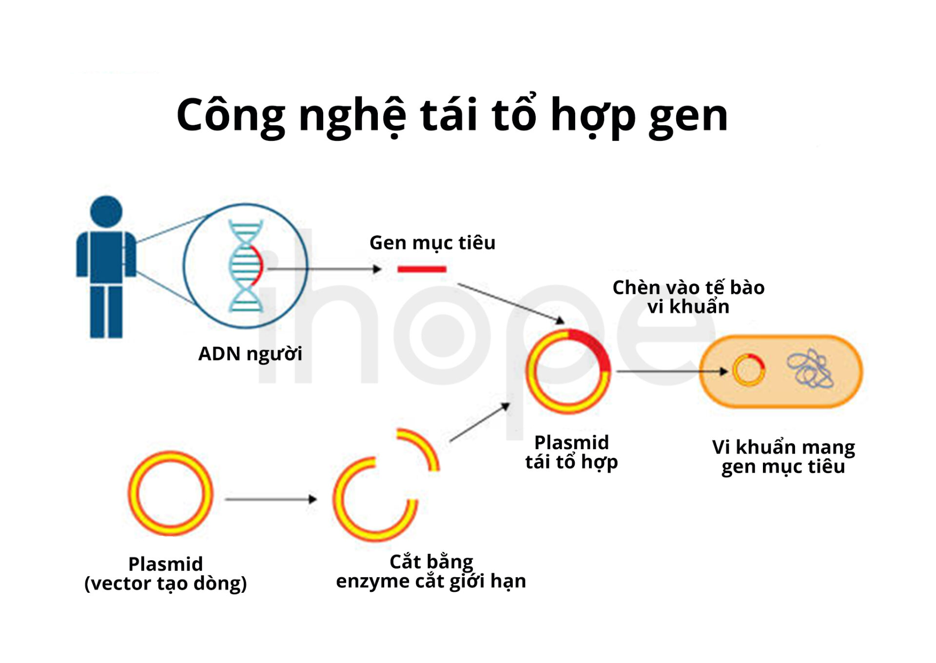 Tái Tổ Hợp Gen