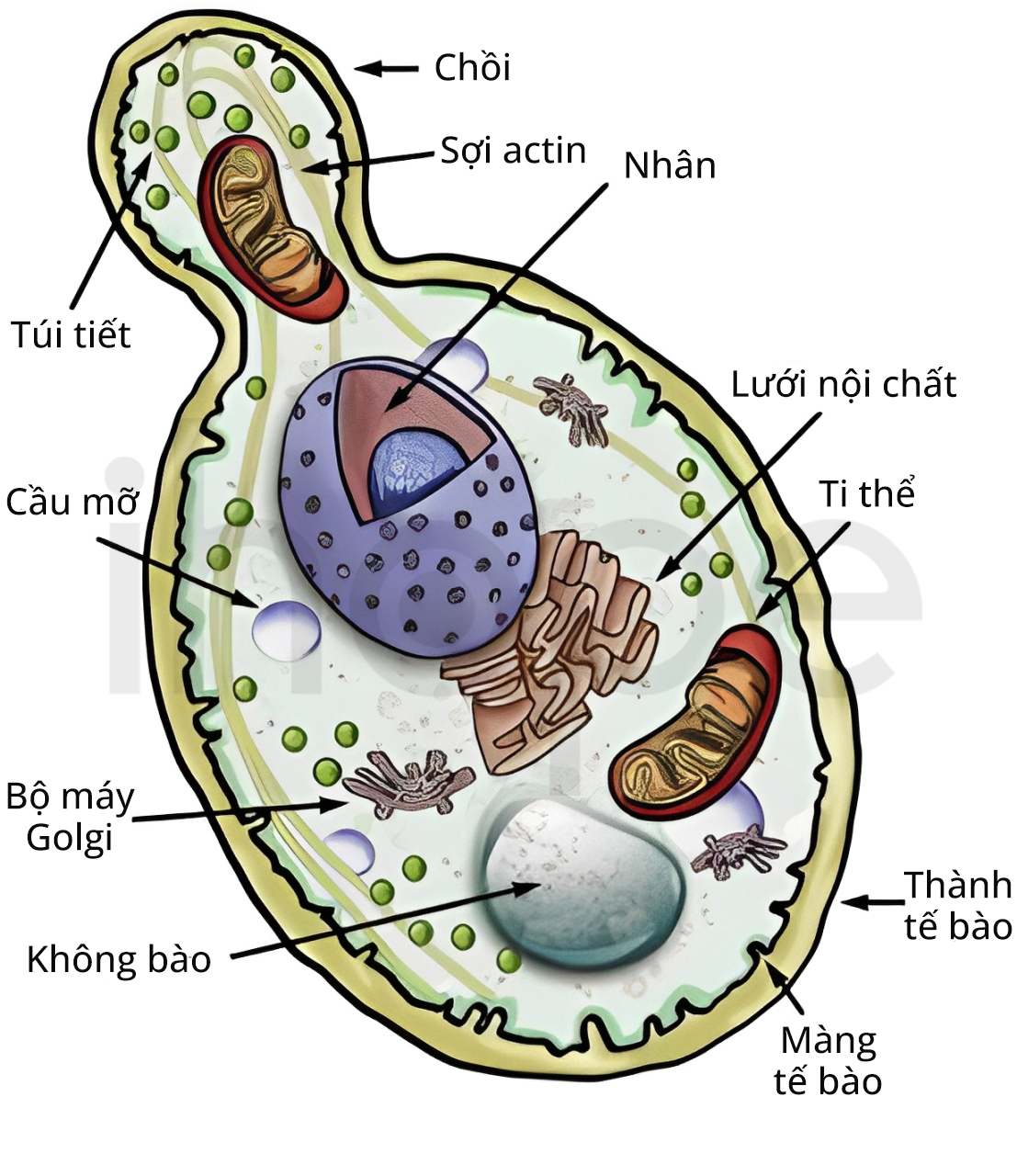 Cấu Trúc Nấm Men (1)