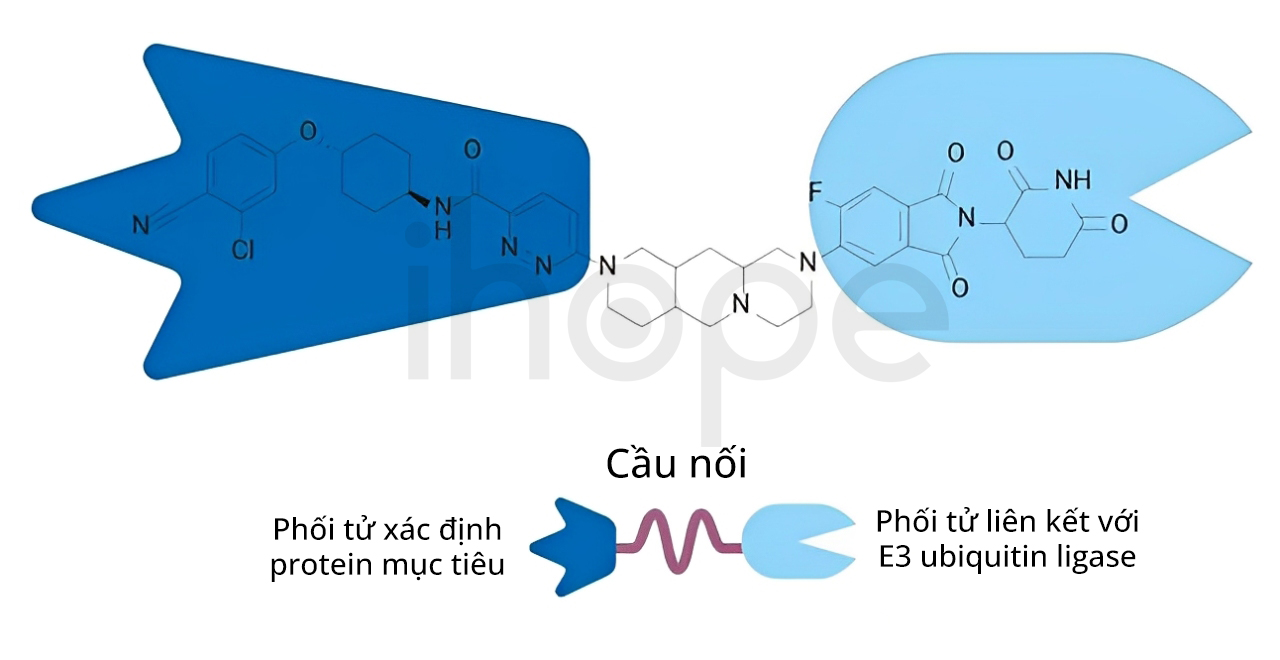 Cấu Trúc Protac (1)