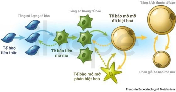 Biệt hoá và phản biệt hoá tế bào mỡ