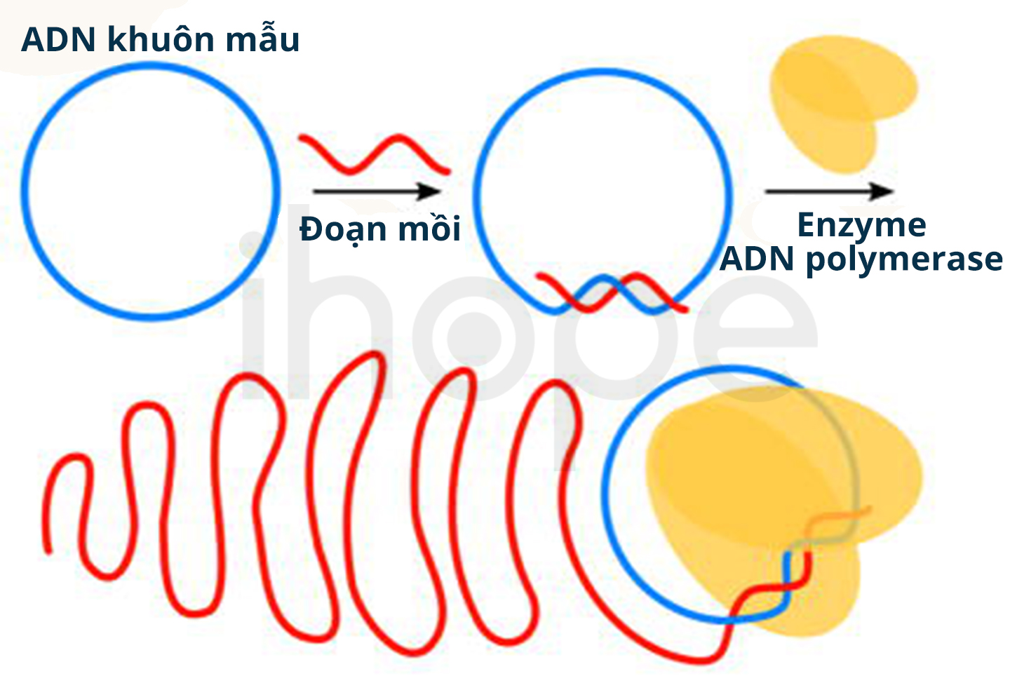 Kĩ thuật khuếch đại vòng tròn lăn