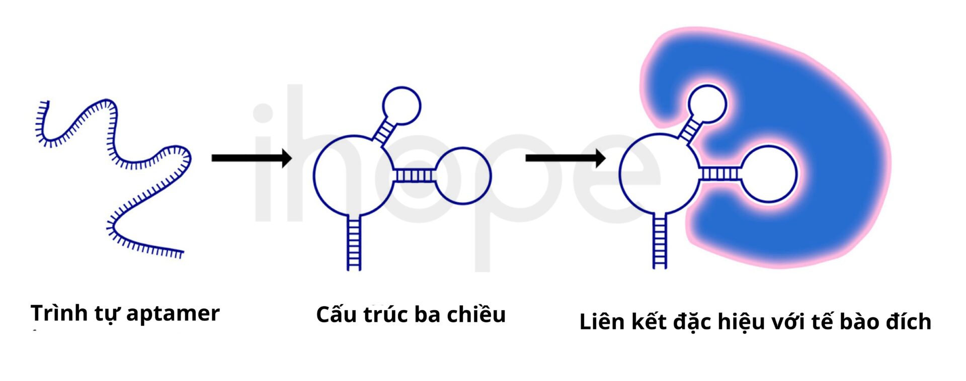 Cấu trúc aptamer min