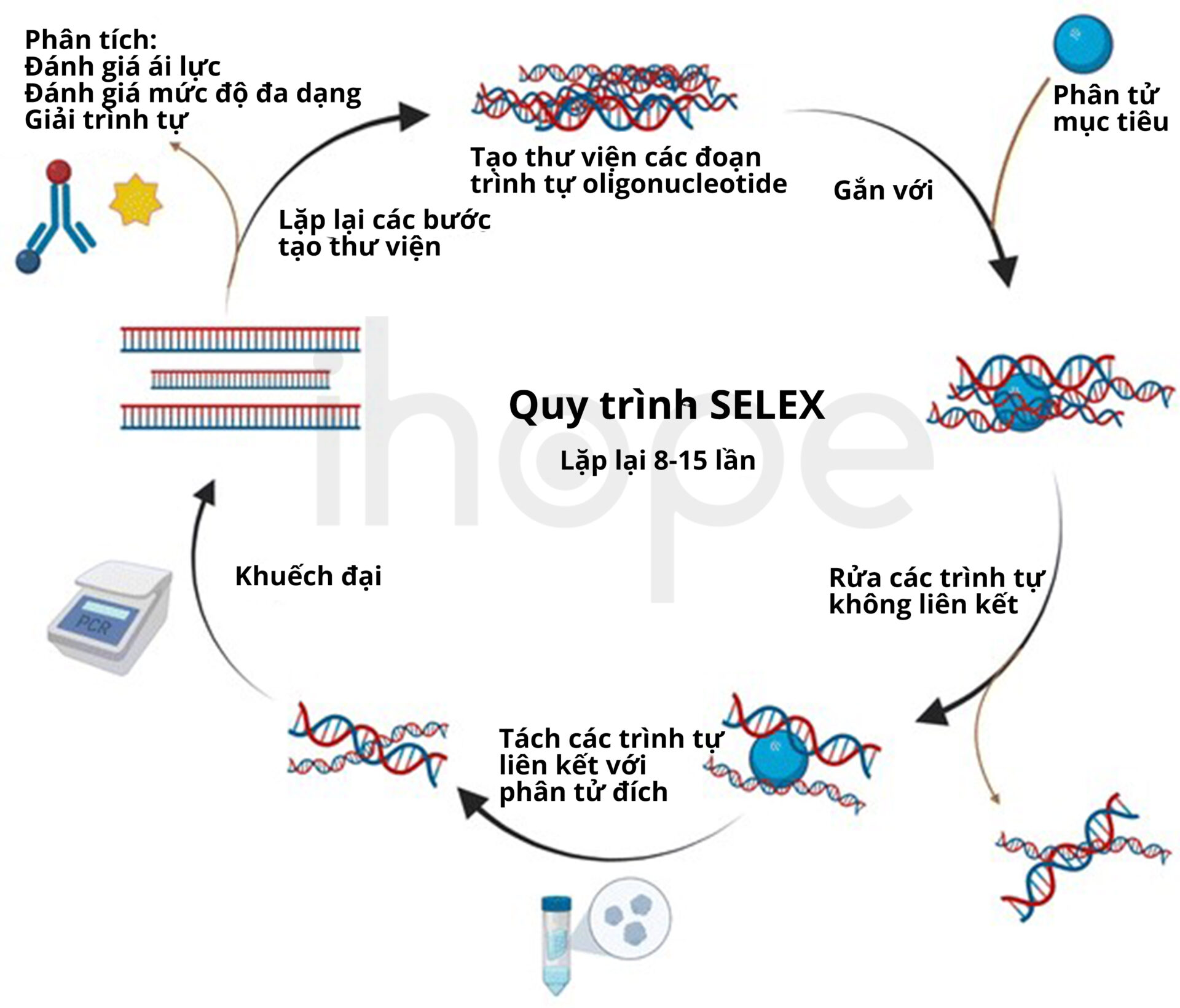 Quy trình selex