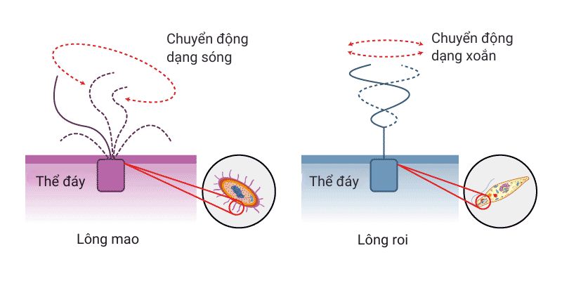 Cấu trúc lông mao và lông roi của tế bào