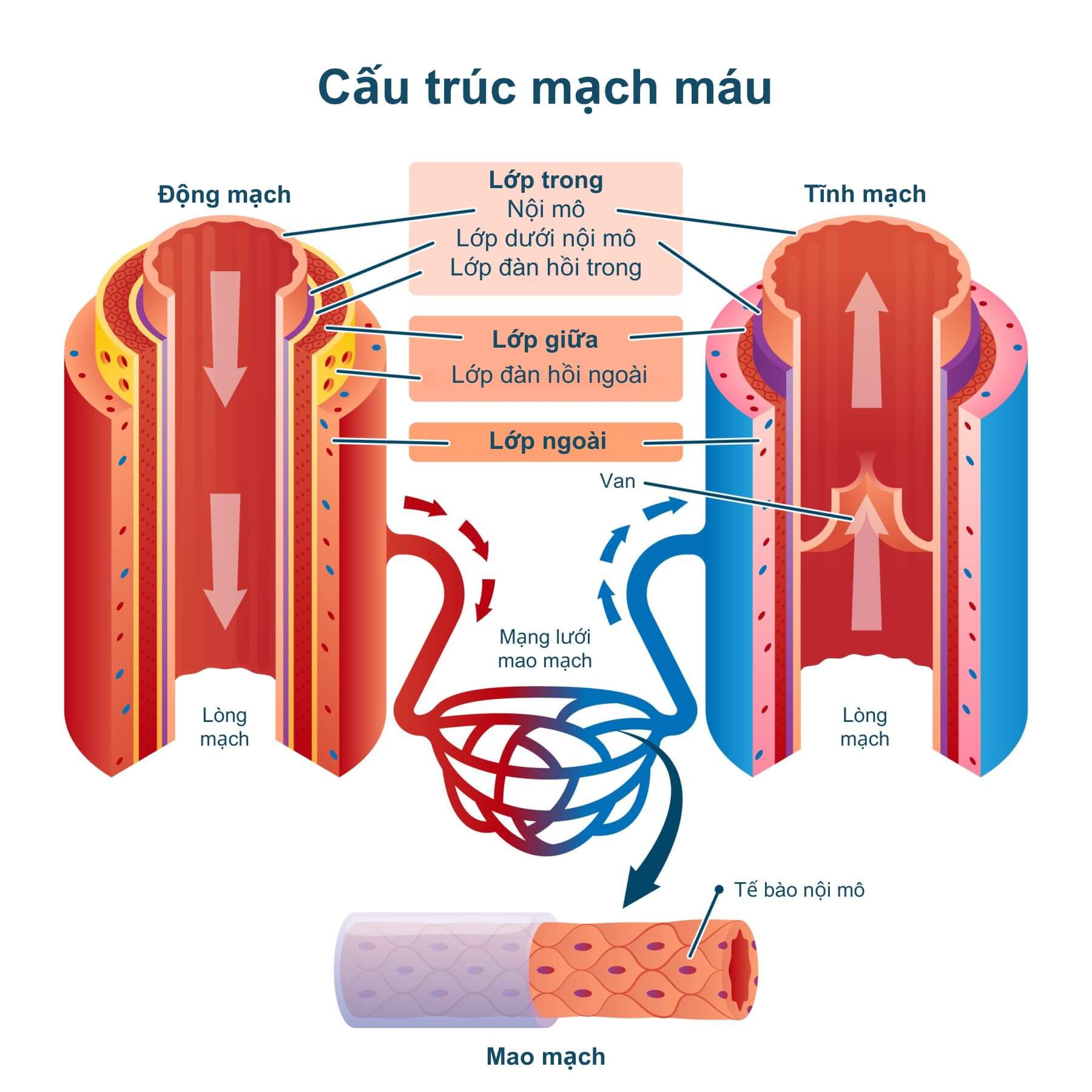 Cấu trúc mạch máu