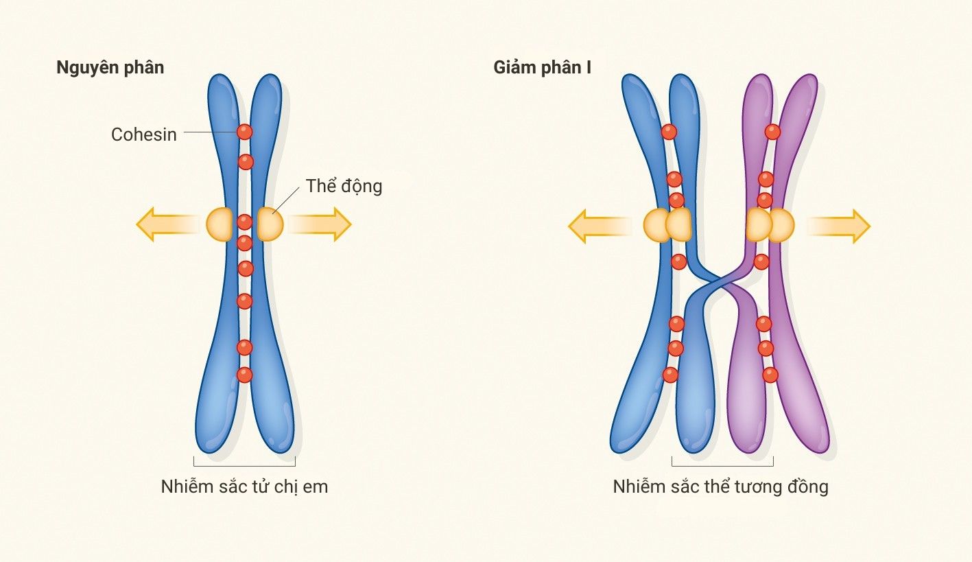 Vai trò của cohesin trong quá trình nguyên phân và giảm phân