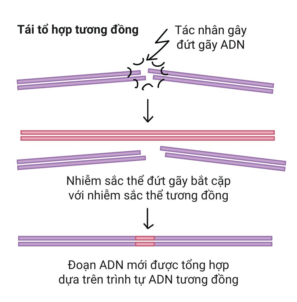 Tái tổ hợp tương đồng