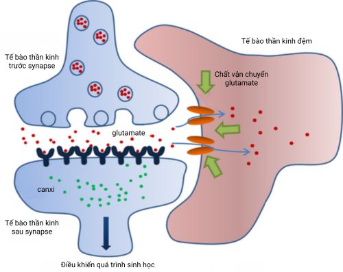 Hoạt động của chất dẫn truyền thần kinh glutamate