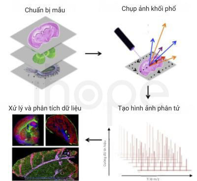 Qui trình chụp ảnh khối phổ