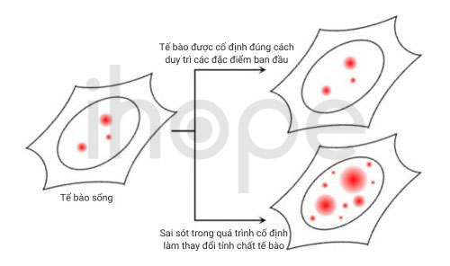 Ảnh hưởng của quá trình cố định mẫu đối với đặc điểm tế bào