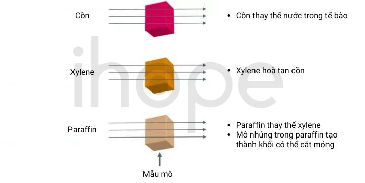 Khử nước trong mô và nhúng mô trong paraffin