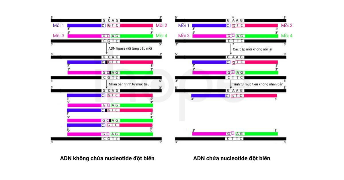 Nguyên lí phản ứng chuỗi ligase