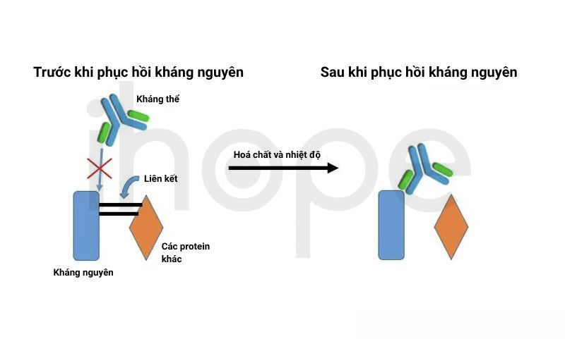 Tương tác giữa kháng thể và kháng nguyên trước và sau khi phục hồi kháng nguyên