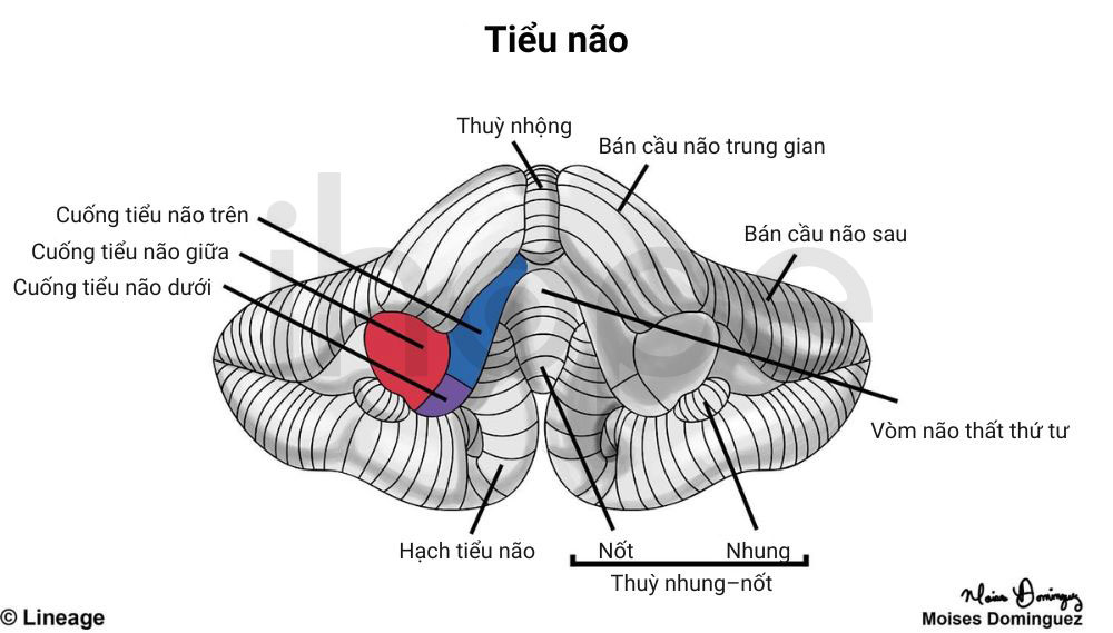Cấu trúc tiểu não