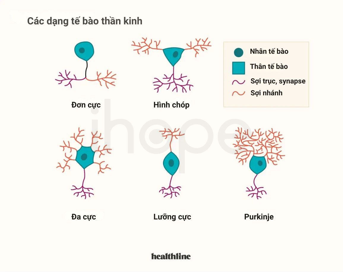 Các dạng tế bào thần kinh