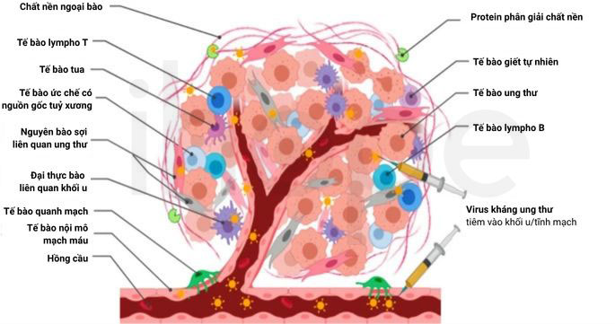 Các thành phần vi môi trường khối u và liệu pháp virus