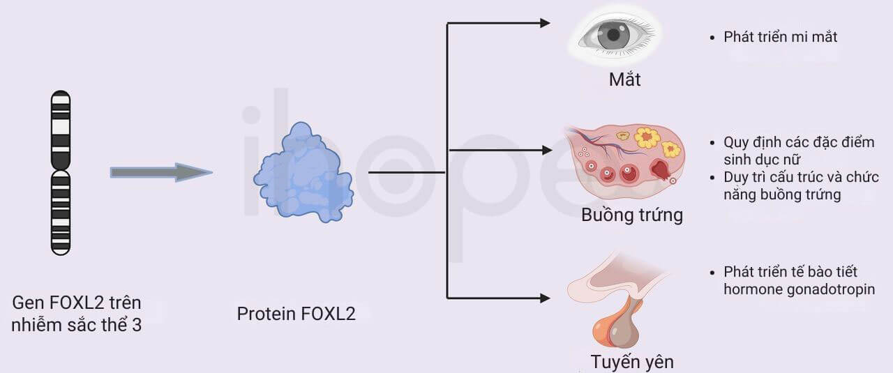 Chức năng foxl2