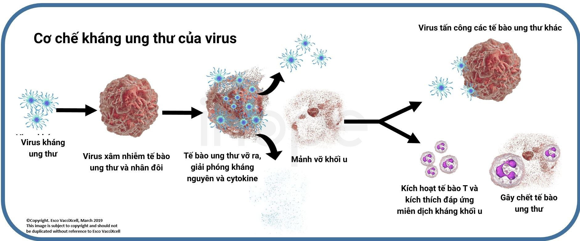 Cơ chế kháng ung thư của virus