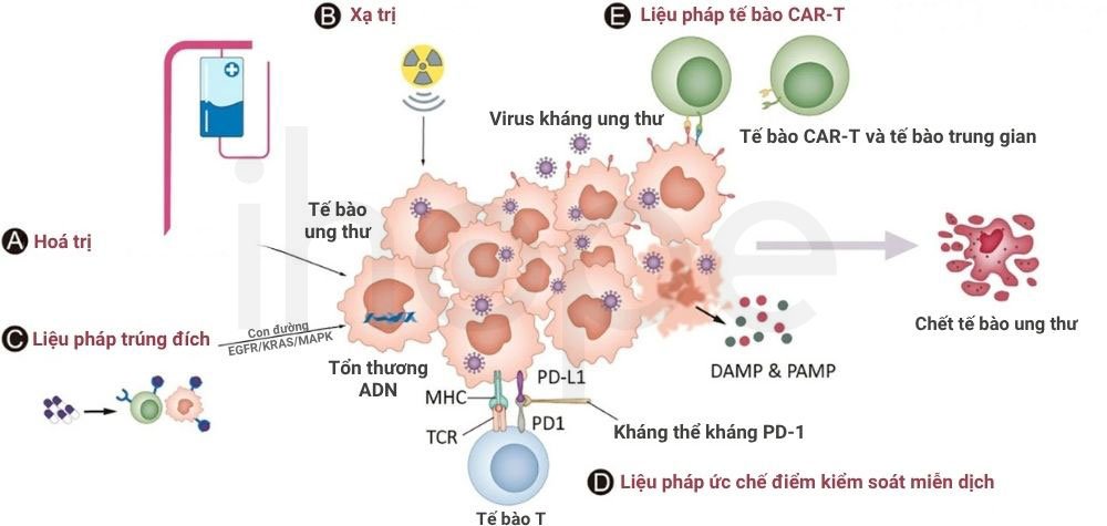 Kết hợp các liệu pháp điều trị ung thư với liệu pháp virus