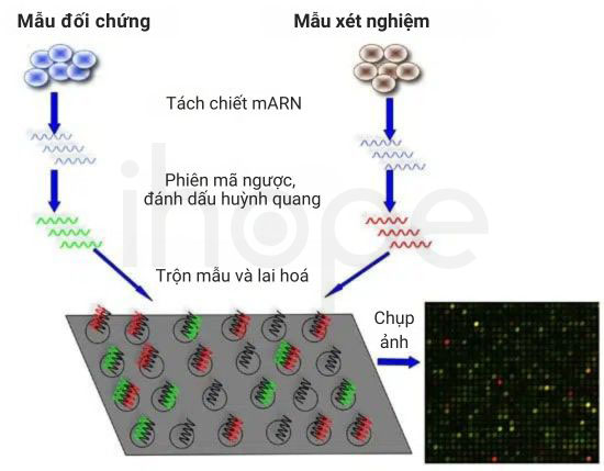 Microarray arn