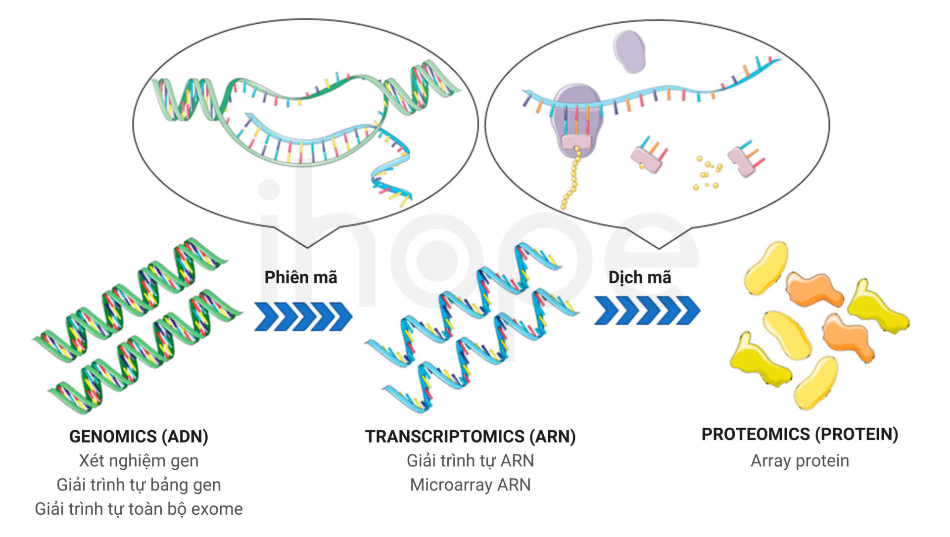 Quá trình biểu hiện gen và các hướng nghiên cứu omics