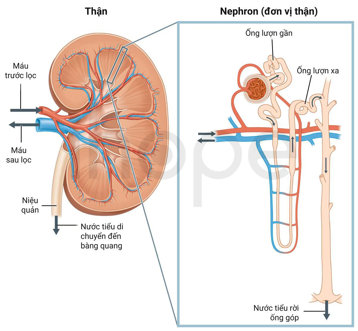 Cấu trúc thận