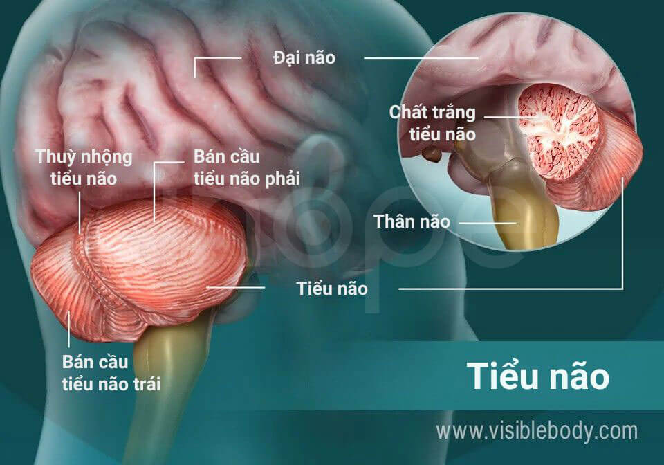 Cấu trúc tiểu não