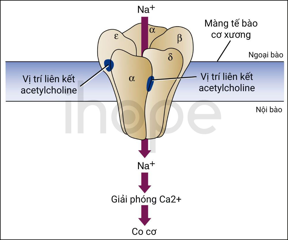 Cấu trúc và chức năng của thụ thể acetylcholine
