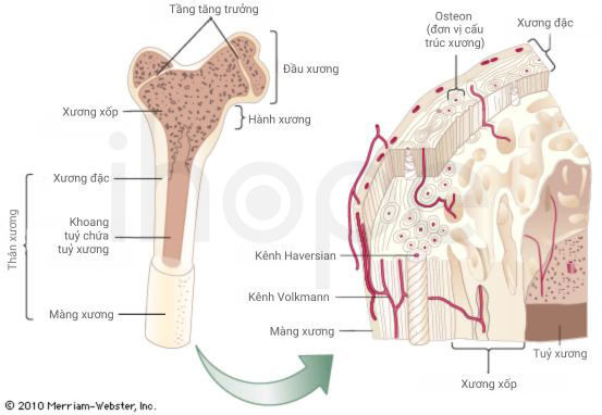 Cấu trúc xương dài