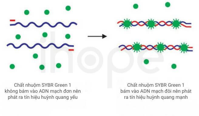 Chất nhuộm huỳnh quang sybr green 1