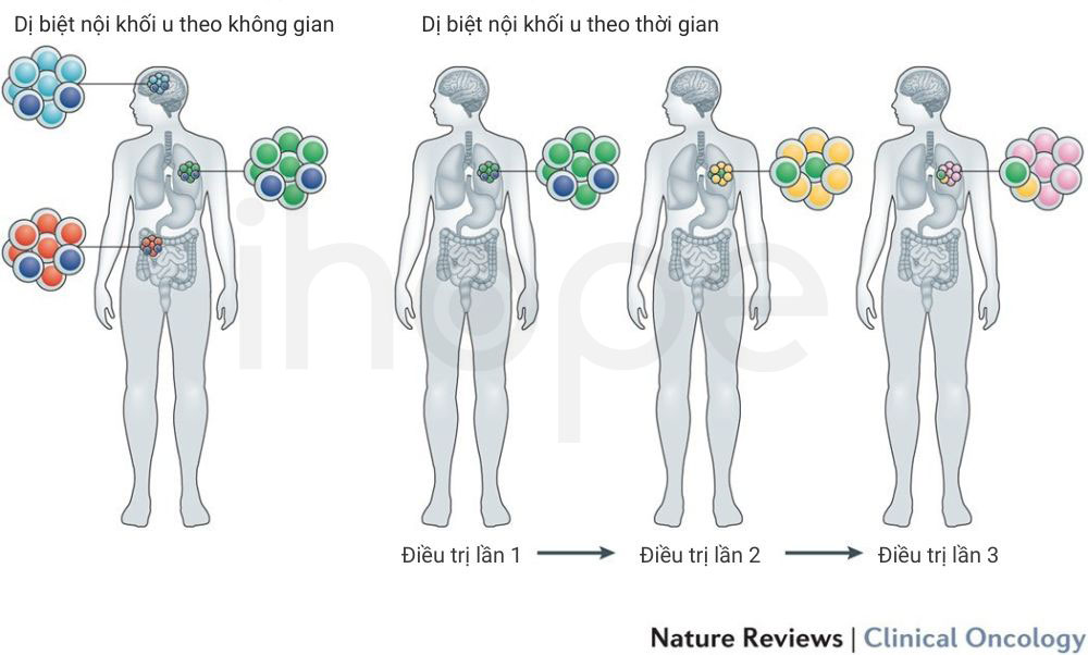 Dị biệt nội khối u theo thời gian và không gian