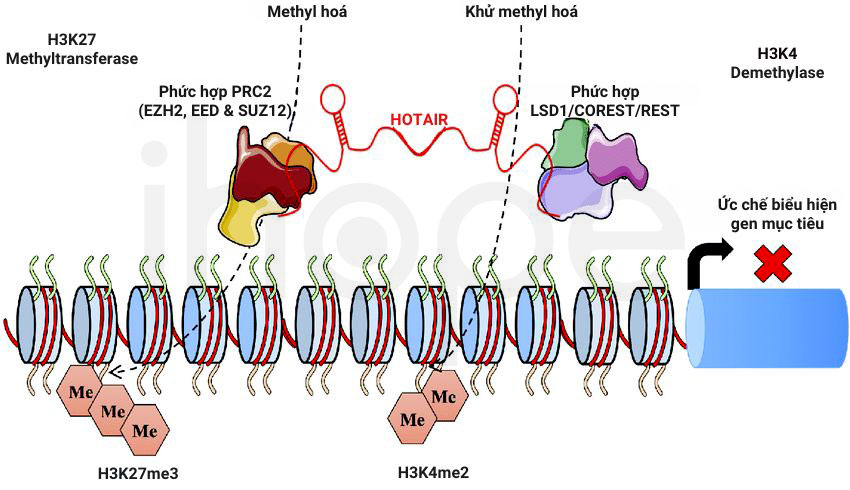 Hoạt động của lncrna hotair