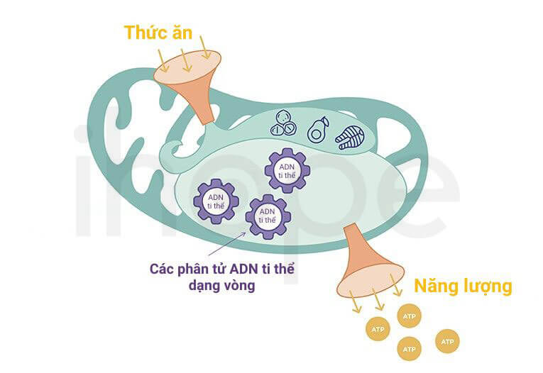 Hoạt động tổng hợp năng lượng của ti thể
