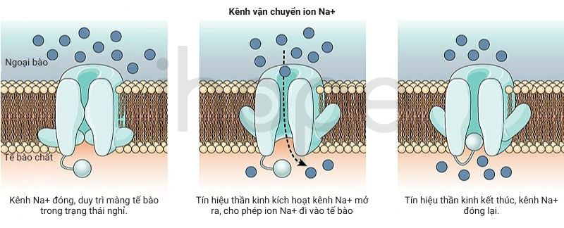 Kênh vận chuyển ion na+