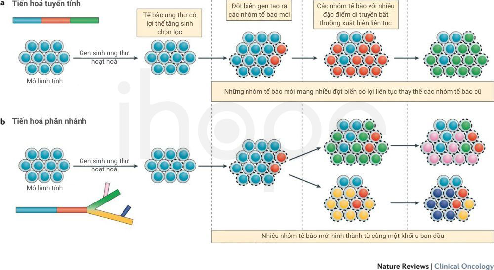 Khối u tiến hoá tuyến tính và phân nhánh