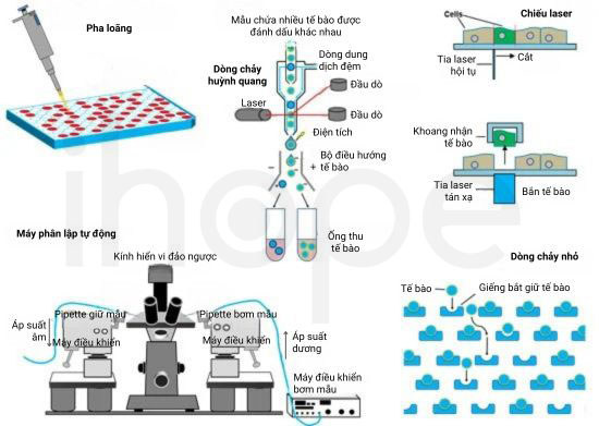 Kỹ thuật phân lập tế bào