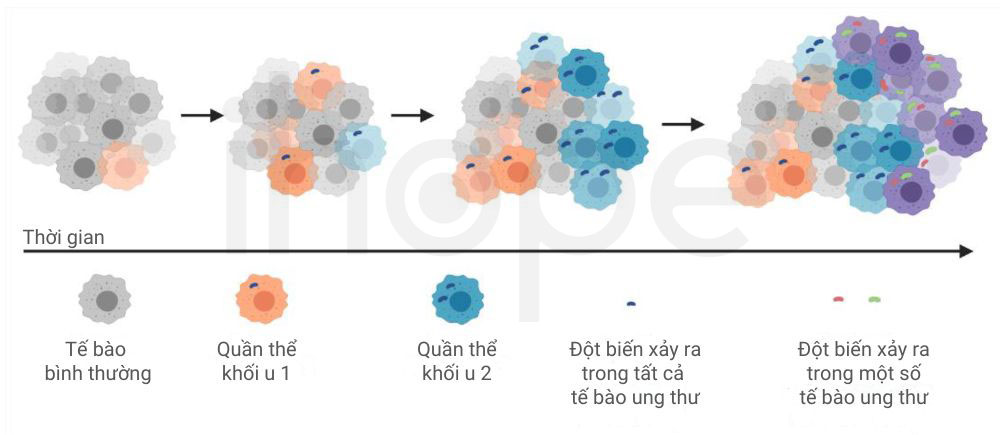 Quá trình hình thành dị biệt nội khối u