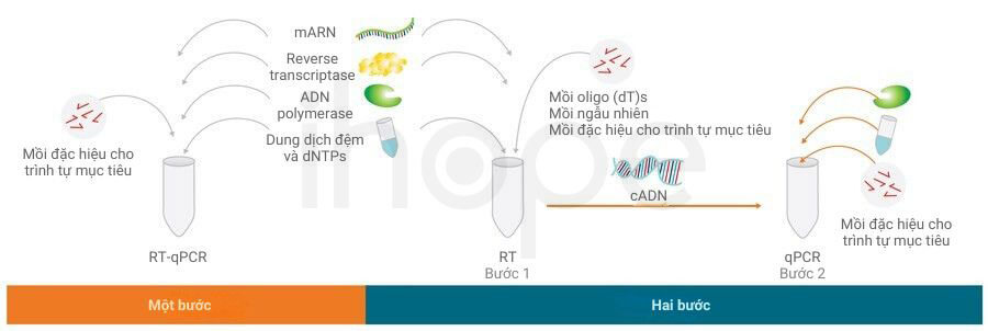 Quy trình rt–qpcr một bước và hai bước