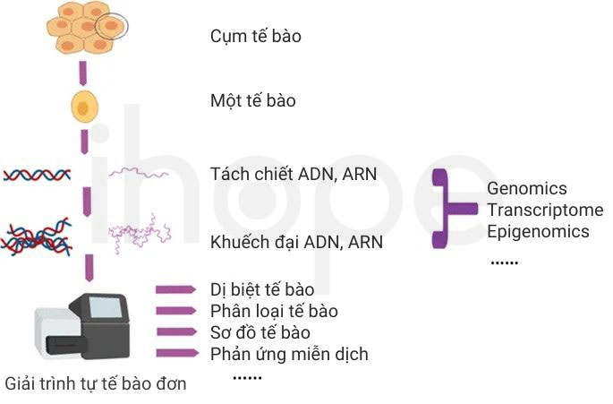 Quy trình giải trình tự tế bào đơn